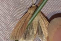 Mythimna impura