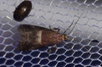 Acrobasis marmorea