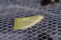 Earias clorana