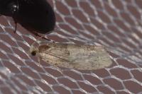 Epinotia bilunana