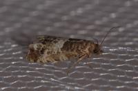 Notocelia trimaculana