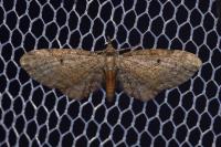 Eupithecia tenuiata