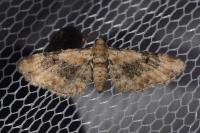 Eupithecia pulchellata