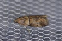 Acrobasis consociella