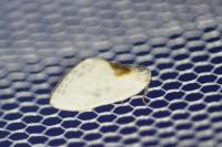 Cilix hispanica