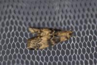 Euzophera pinguis
