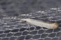 Coleophora ibipennella