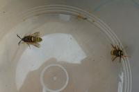 Sesia bembeciformis