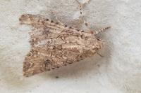 Anarta trifolii