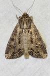 Apamea oblonga
