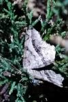 Chiasmia aestimaria