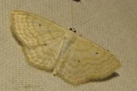 Scopula immutata