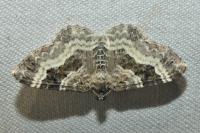 Epirrhoe alternata