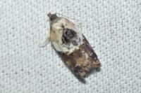 Acleris variegana