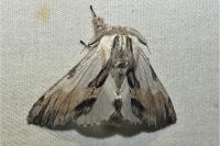 Harpyia milhauseri