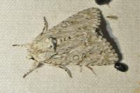 Acronicta aceris