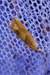 Eucosma conterminana