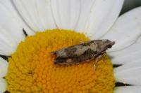 Zeiraphera isertana