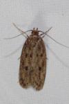 Hofmannophila pseudospretella