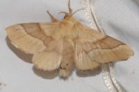 Malacosoma neustria