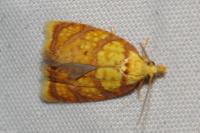 Acleris bergmanniana