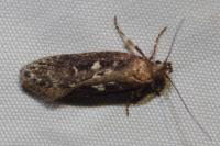 Gelechia sororculella