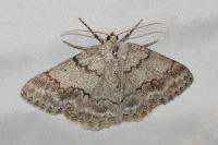Pseudoterpna coronillaria