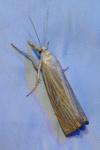 Chrysoteuchia culmella