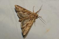 Apamea monoglypha