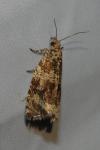 Celypha lacunana