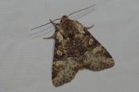 Brachylomia viminalis