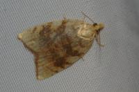 Aleimma loeflingiana