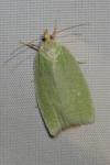 Tortrix viridana