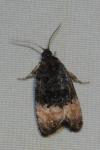 Metendothenia atropunctana