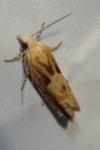 Eucosma