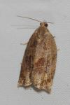 Archips crataegana