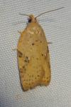 Acleris ferrugana/notana