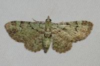 Pasiphila rectangulata