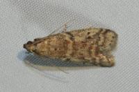 Ephestia elutella/woodiella
