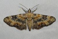 Eupithecia pulchellata