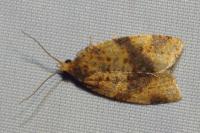 Epagoge grotiana