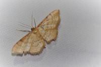 Idaea humiliata