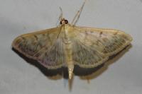 Patania ruralis
