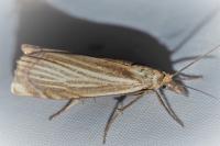 Chrysoteuchia culmella