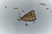 Chiasmia clathrata