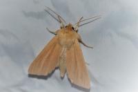 Mythimna pallens