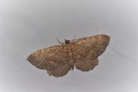 Philereme vetulata