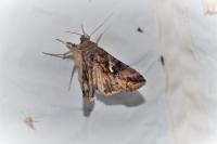 Autographa gamma
