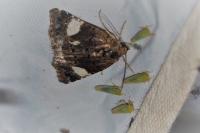 Tyta luctuosa