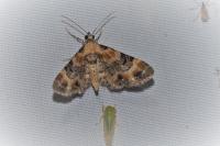 Eupithecia pulchellata